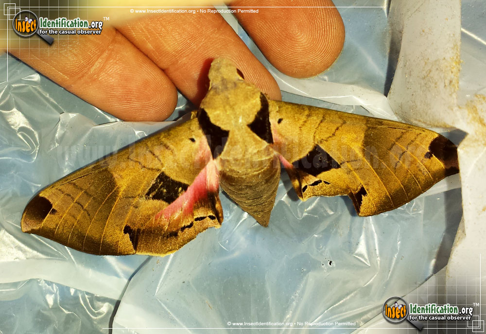 Full-sized image #4 of the Achemon-Sphinx-Moth