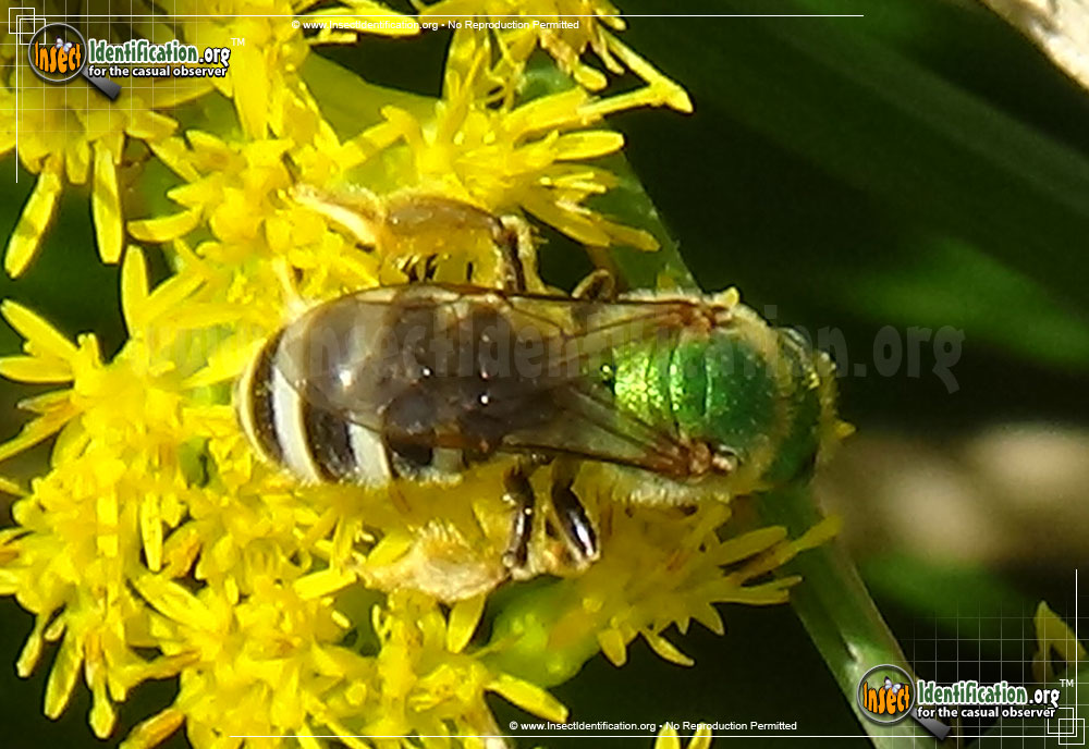 Full-sized image of the Agapostemon-Sweat-Bee