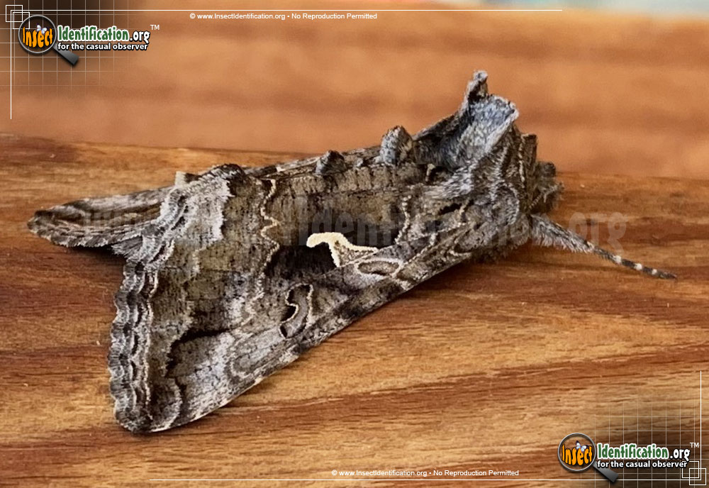 Full-sized image of the Alfalfa-Looper-Moth