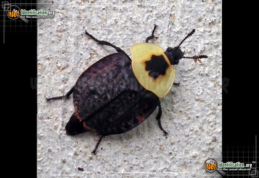 Full-sized image #8 of the American-Carrion-Beetle