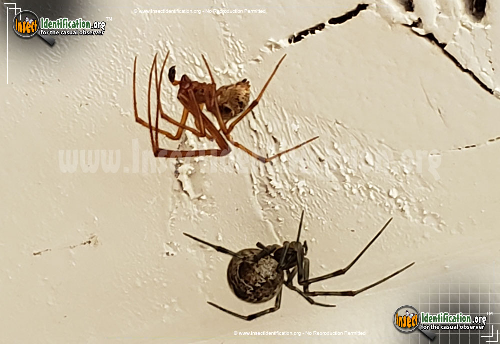 Full-sized image #12 of the American-House-Spider