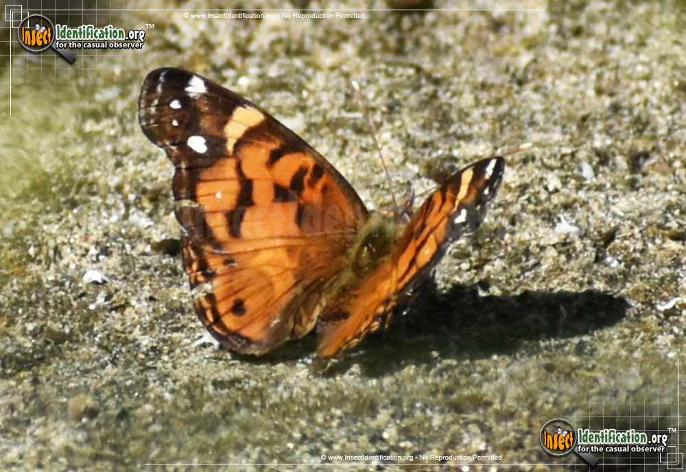 Full-sized image #9 of the American-Lady-Butterfly