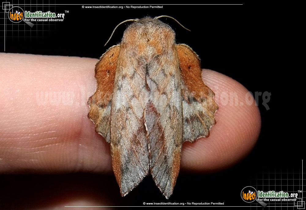 Full-sized image of the American-Lappet-Moth