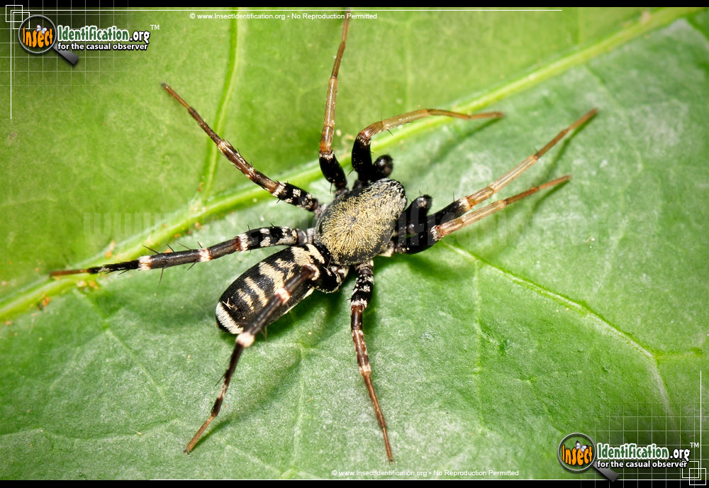 Full-sized image of the Ant-Mimic-Spider