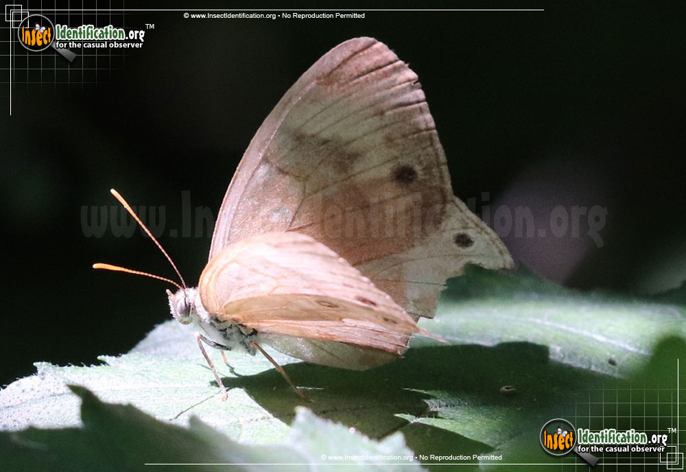 Full-sized image #2 of the Appalachian-Brown-Butterfly