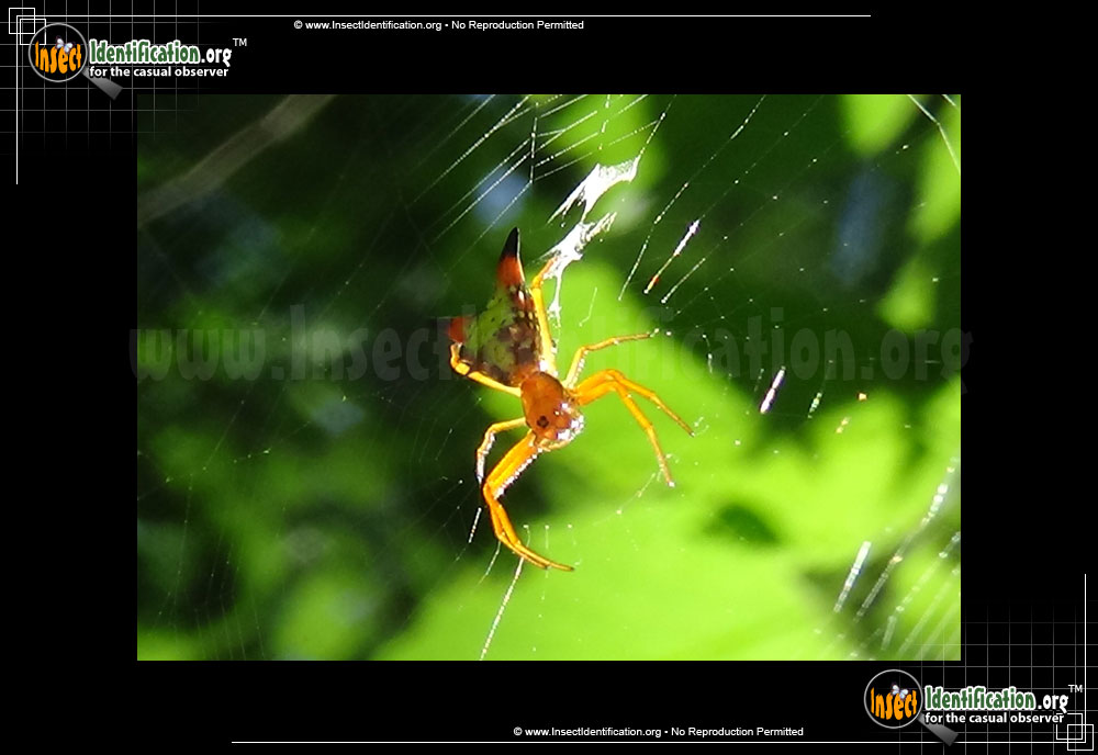 Full-sized image #2 of the Arrow-shaped-Micrathena-Spider