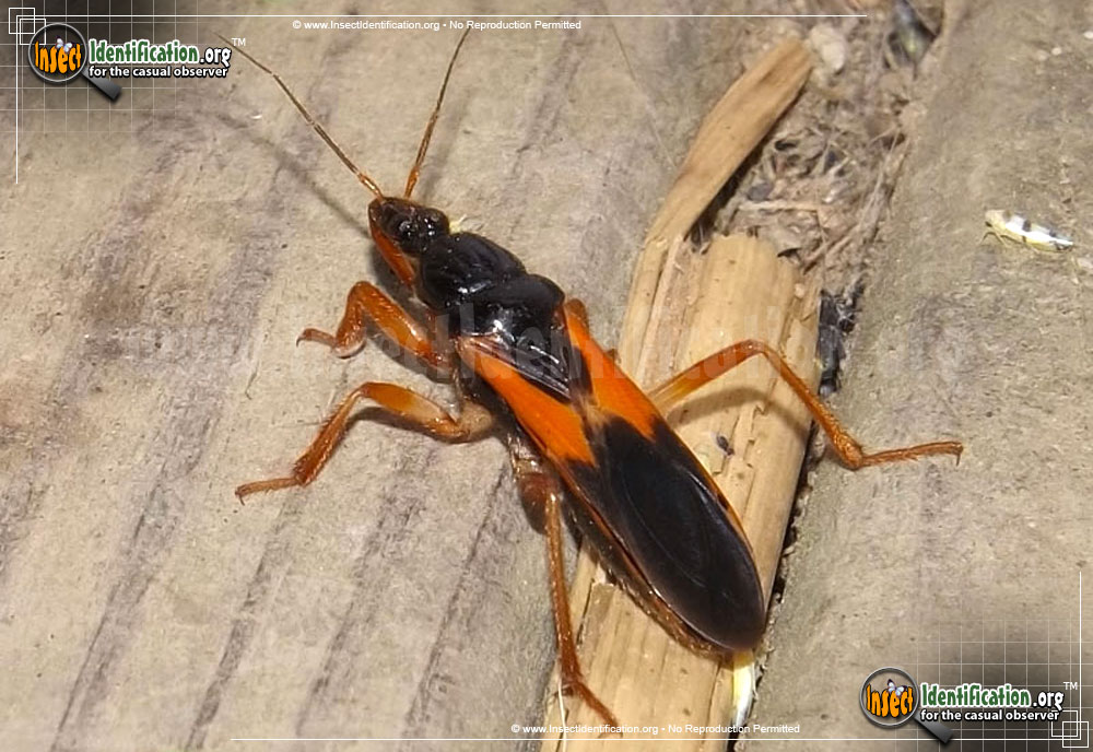 Full-sized image of the Assassin-Bug-Sirthenia-Carinata