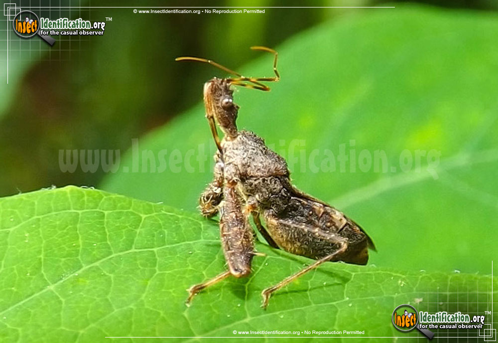 Full-sized image #3 of the Assassin-Bug