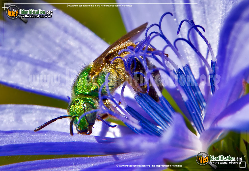 Full-sized image #3 of the Augochlora-Sweat-Bee