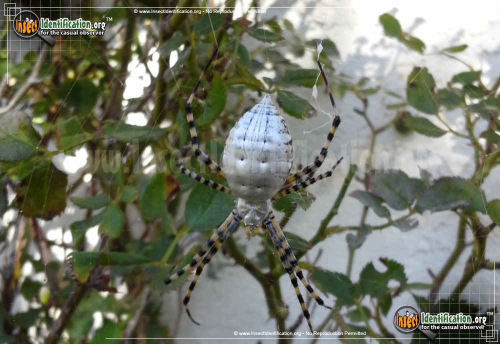 Full-sized image #10 of the Banded-Garden-Spider