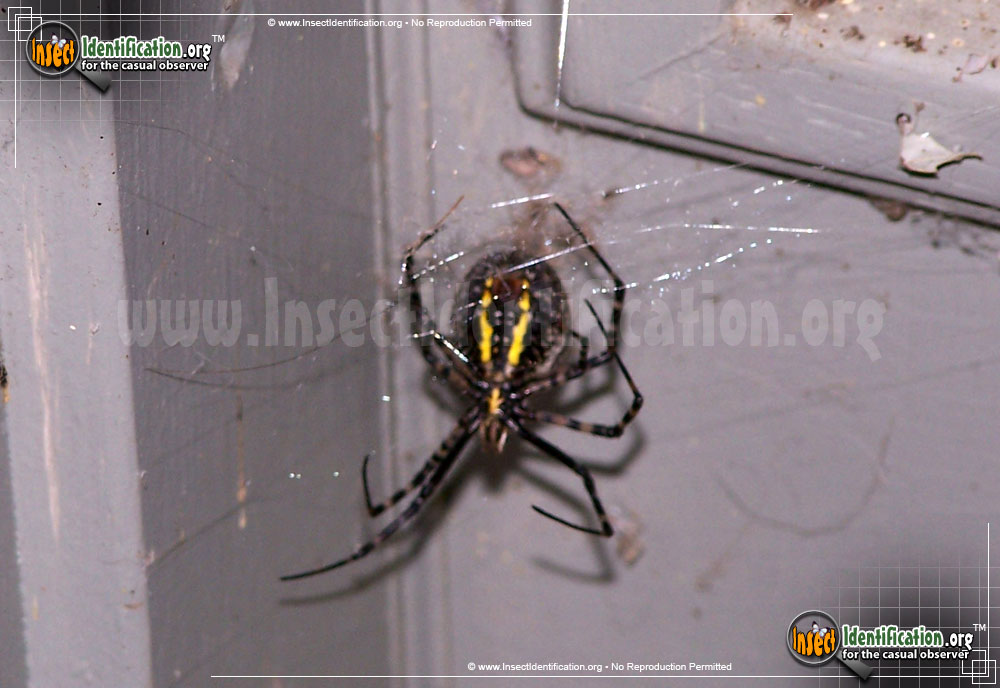 Full-sized image #7 of the Banded-Garden-Spider