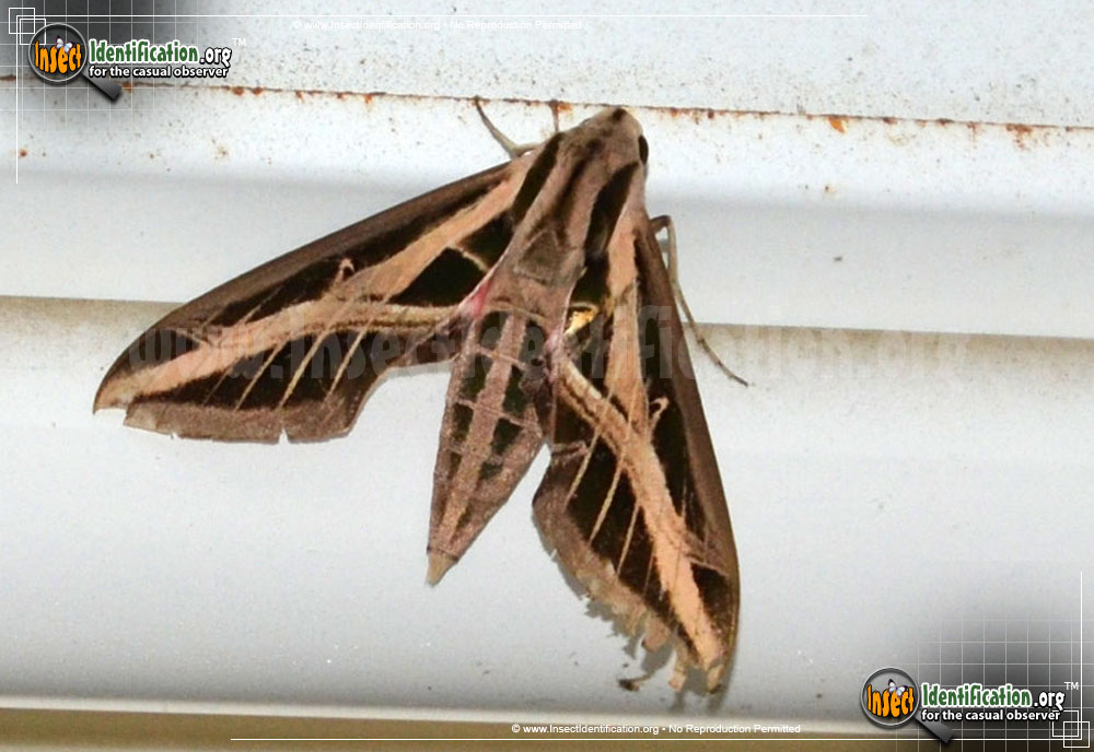 Full-sized image #2 of the Banded-Sphinx-Moth