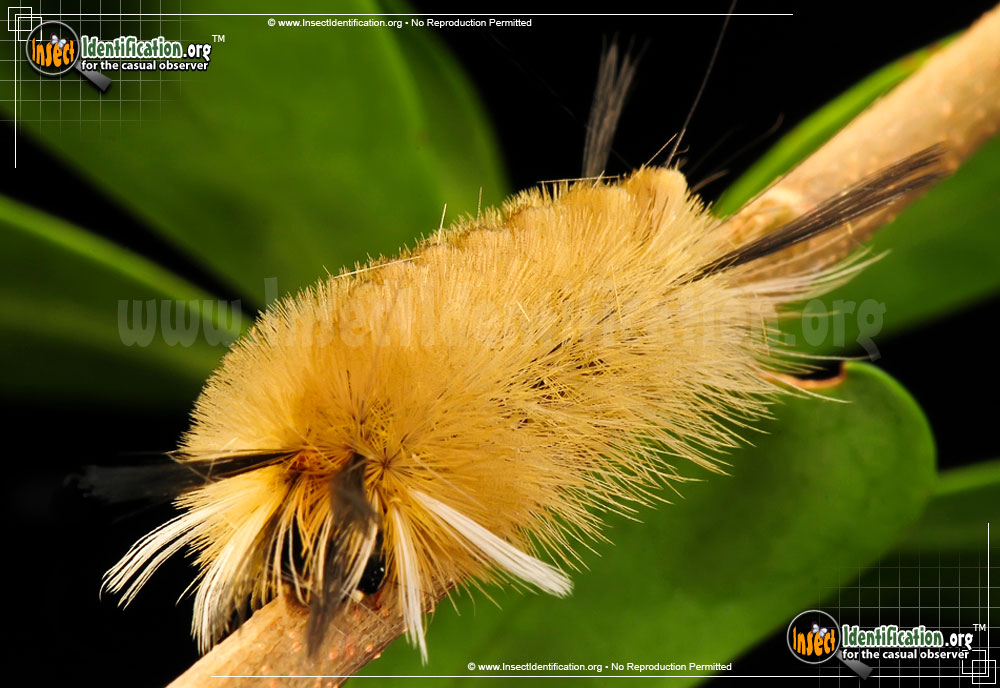 Full-sized image #5 of the Banded-Tussock-Moth