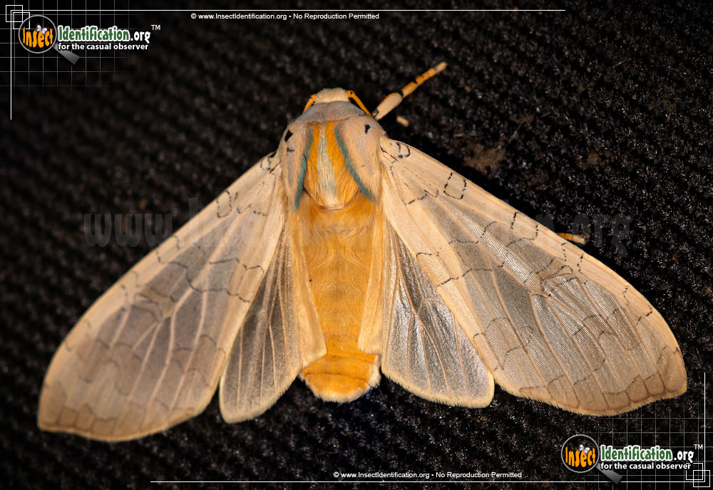 Full-sized image #4 of the Banded-Tussock-Moth