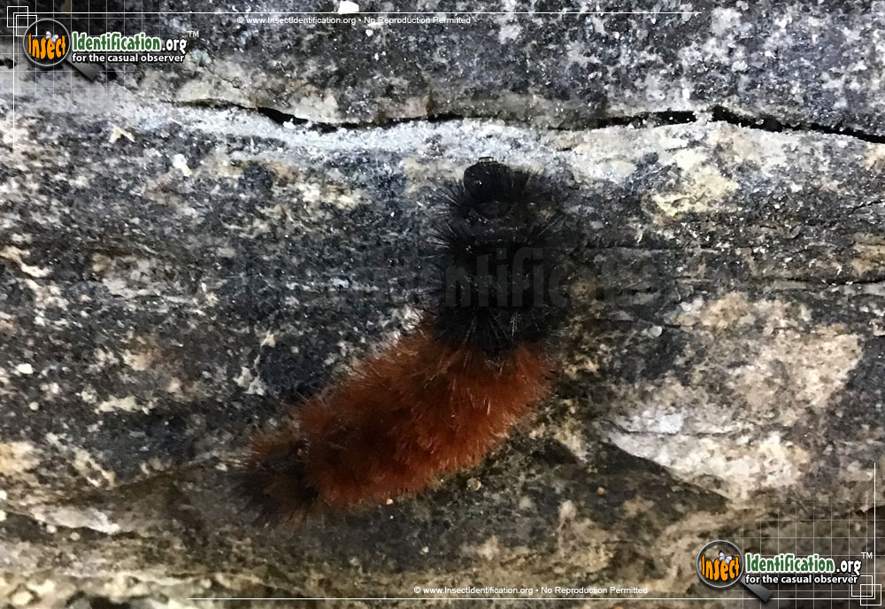 Full-sized image #9 of the Banded-Woolly-Bear-Caterpillar-Moth