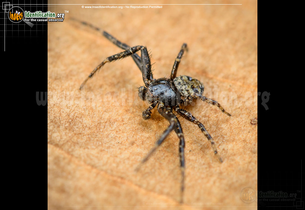 Full-sized image #2 of the Bark-Crab-Spider