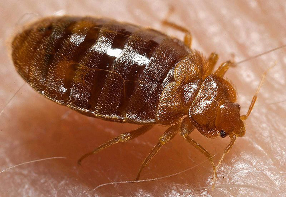 Bed Bug - Scientific Name, Classification, Taxonomy, North American ...
