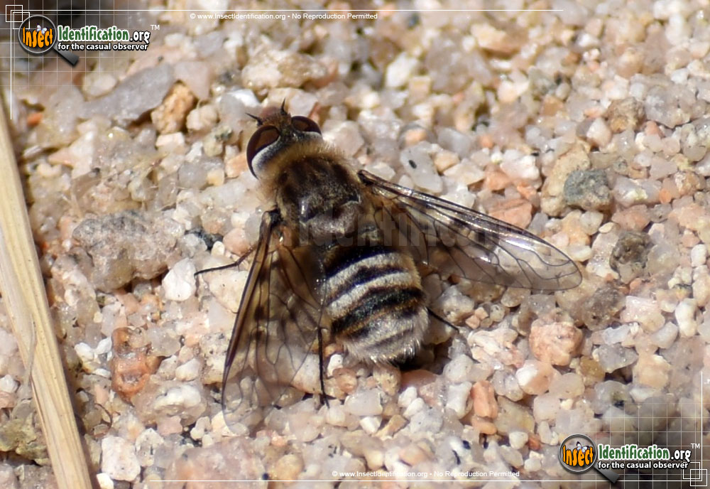 Full-sized image of the Bee-Fly-Villa