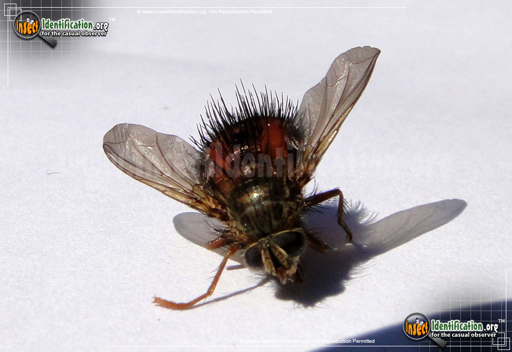 Full-sized image of the Bee-Like-Tachinid-Fly