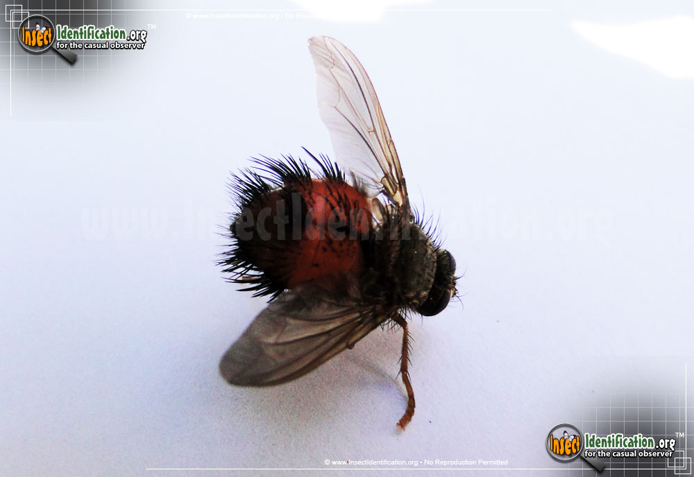 Full-sized image #2 of the Bee-Like-Tachinid-Fly