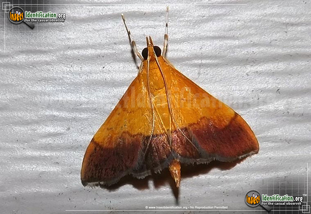 Full-sized image of the Bicolored-Pyrausta-Moth