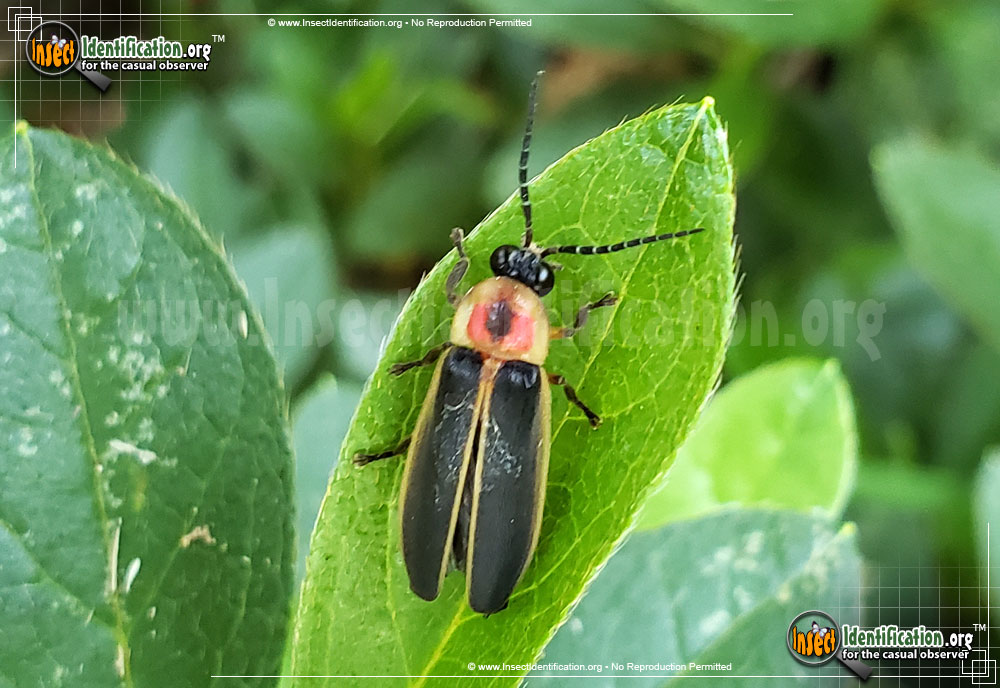 Full-sized image #3 of the Big-Dipper-Firefly