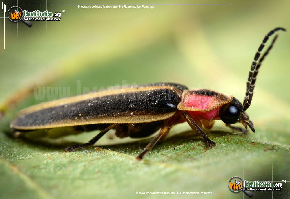 Full-sized image #6 of the Big-Dipper-Firefly