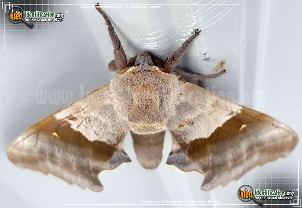Full-sized image #7 of the Big-Poplar-Sphinx-Moth