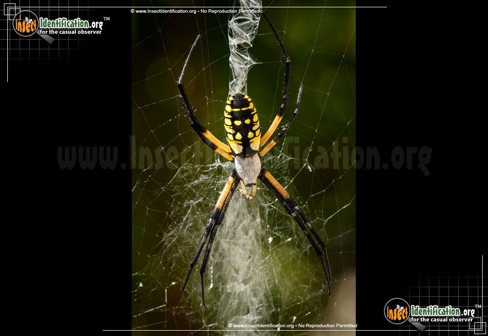 Full-sized image #3 of the Black-and-Yellow-Garden-Spider