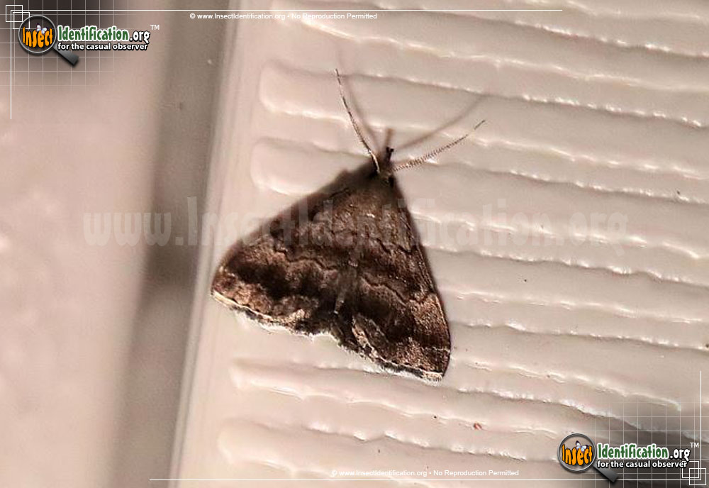 Full-sized image of the Black-banded-Owlet-Moth