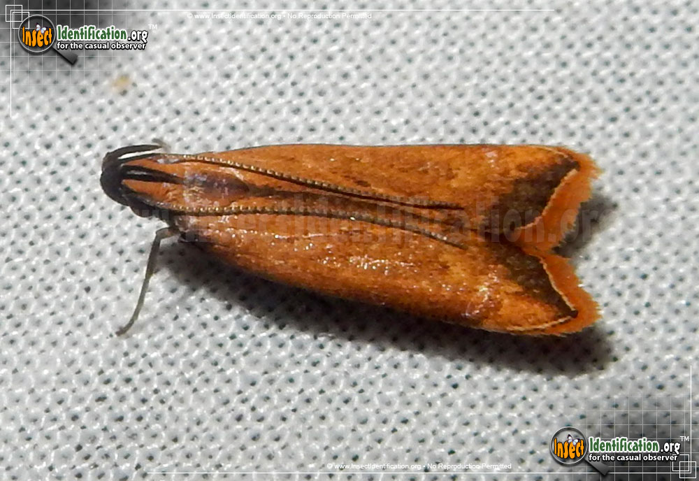 Full-sized image of the Black-Edged-Dichomeris-Moth