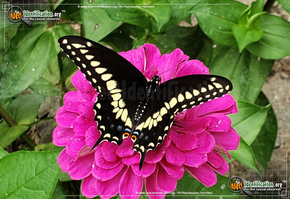 Full-sized image #7 of the Black-Swallowtail