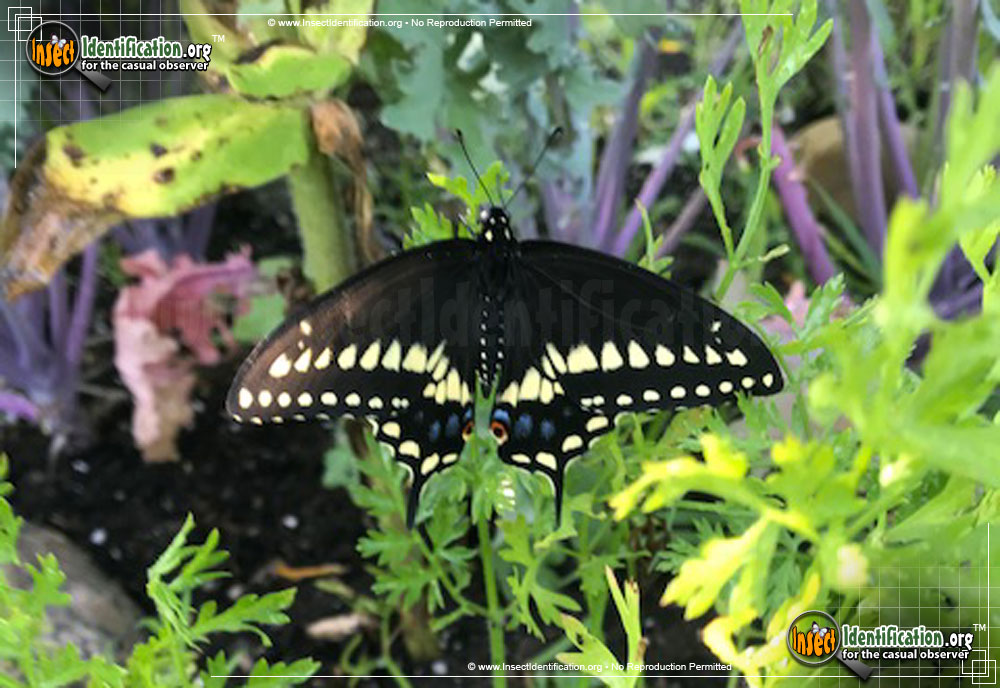 Full-sized image #8 of the Black-Swallowtail