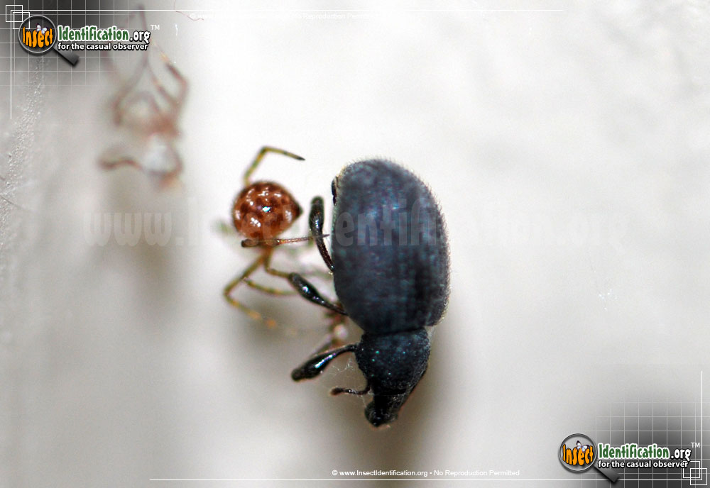Full-sized image of the Black-Vine-Weevil