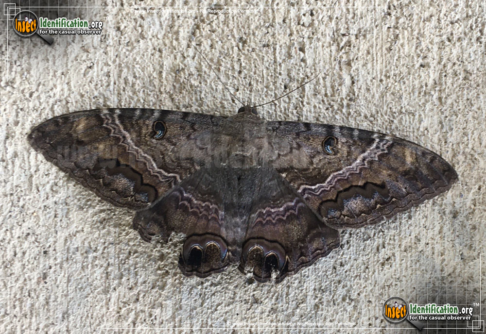 Full-sized image #8 of the Black-Witch-Moth