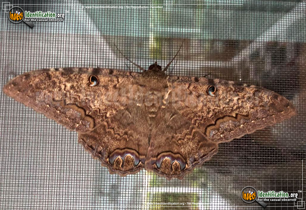 Full-sized image of the Black-Witch-Moth