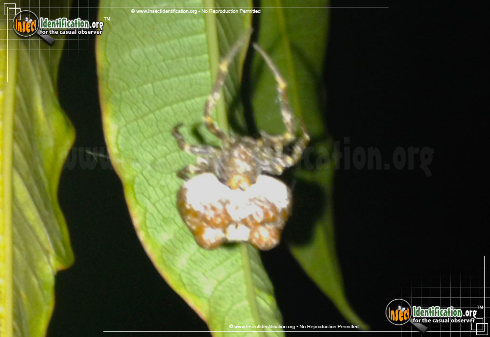 Full-sized image of the Bolas-Spider