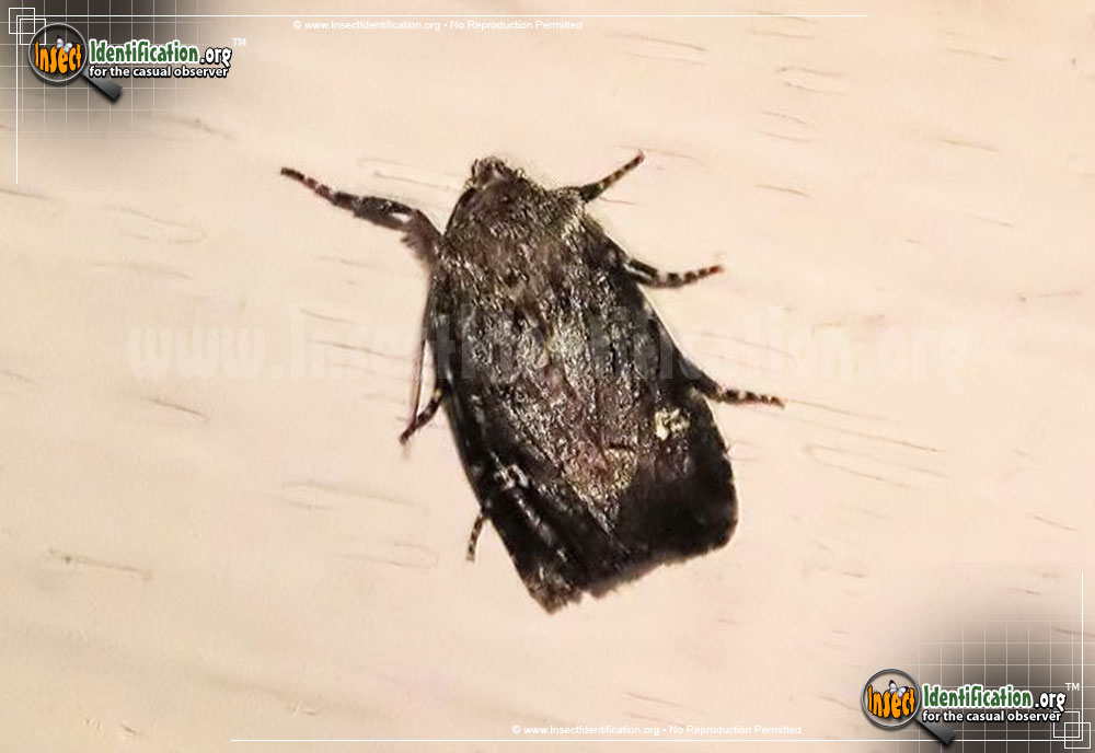 Full-sized image #3 of the Bristly-Cutworm-Moth