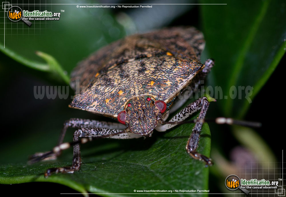 Full-sized image #7 of the Brown-Marmorated-Stink-Bug