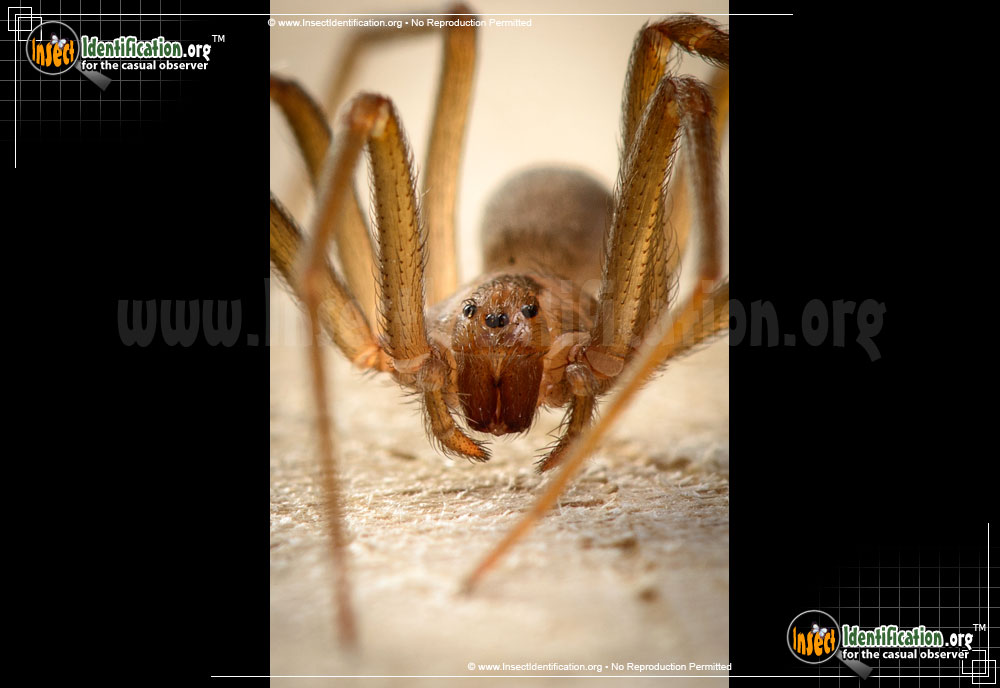 Full-sized image #3 of the Violin-Spider-Brown-Recluse