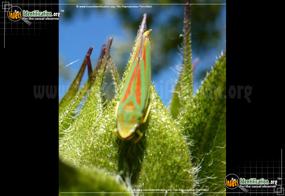 Full-sized image #3 of the Candy-striped-Leafhopper