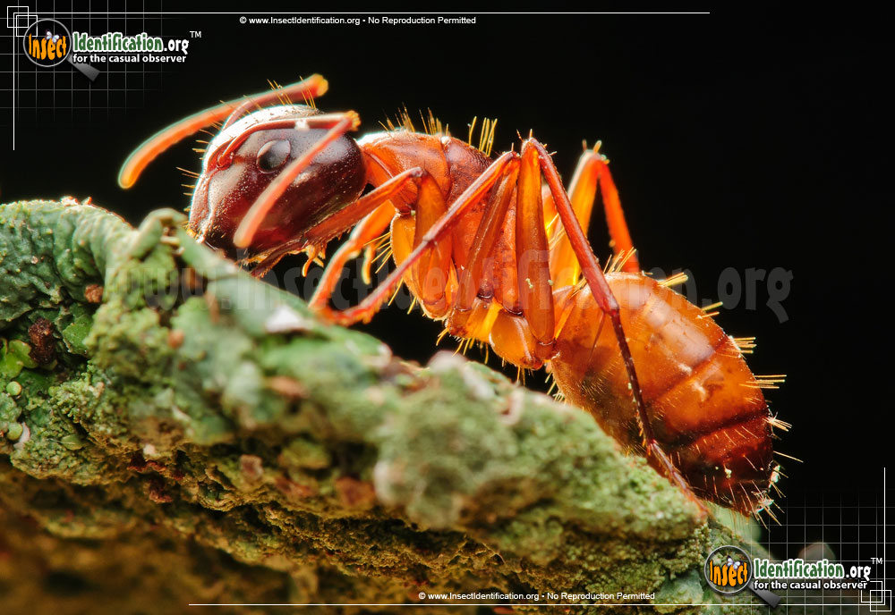 Full-sized image #5 of the Carpenter-Ant
