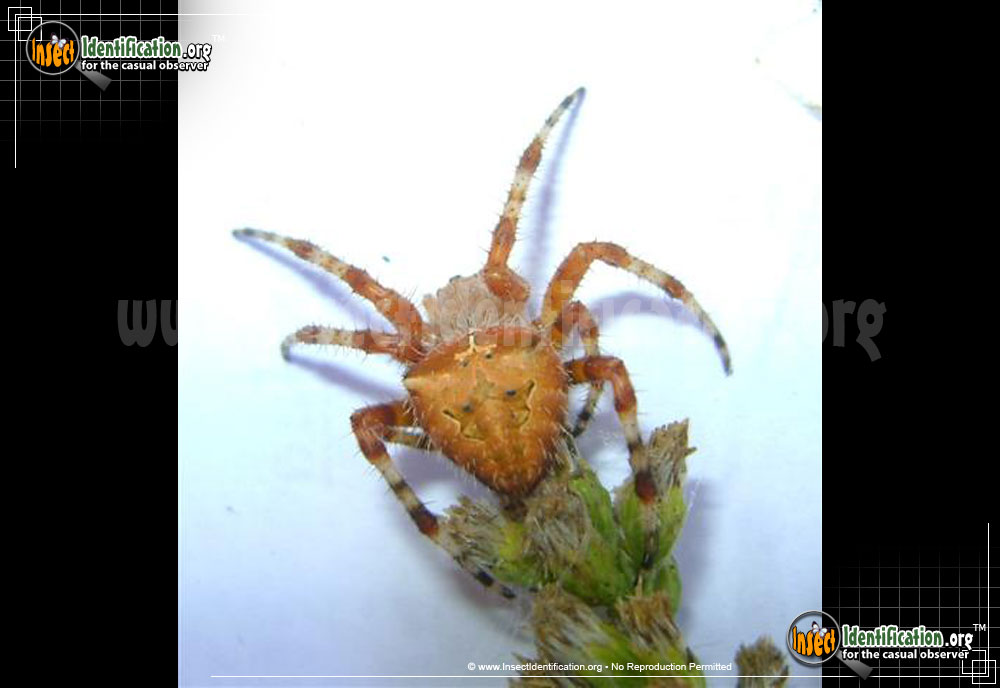Full-sized image #7 of the Cat-Faced-Spider