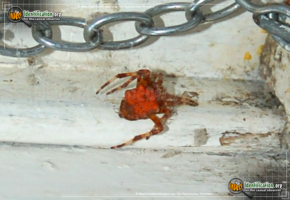 Full-sized image #6 of the Cat-Faced-Spider