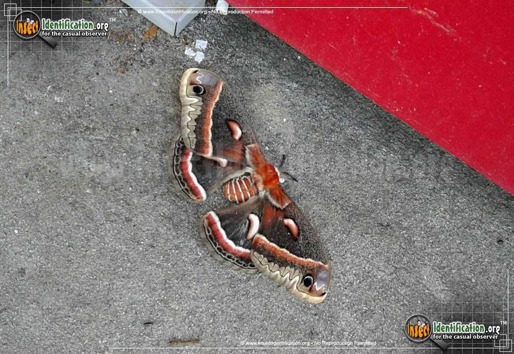 Full-sized image #10 of the Cecropia-Silk-Moth