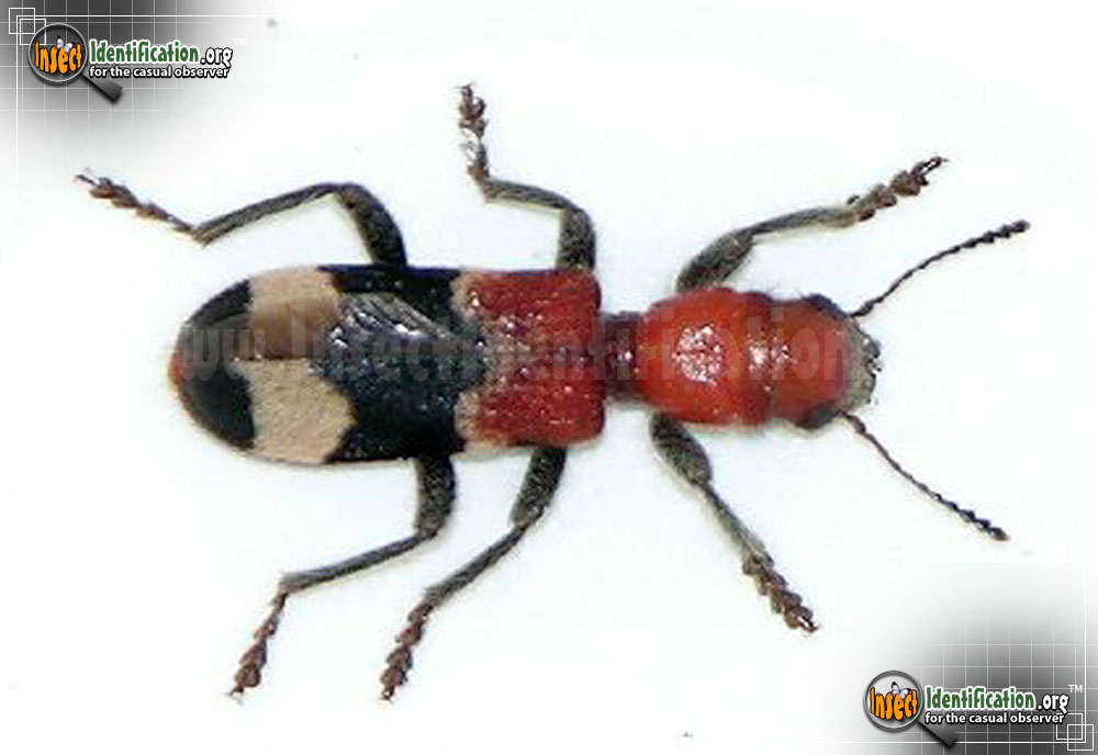 checkered-beetle