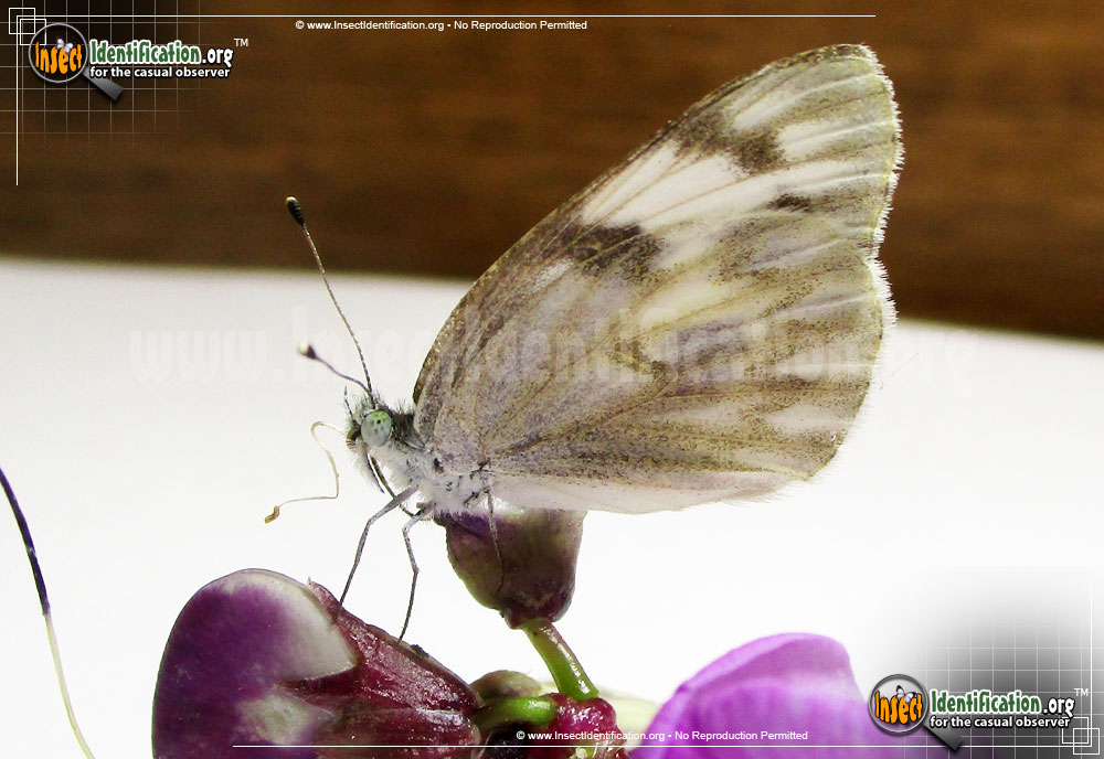 Full-sized image #11 of the Checkered-White-Butterfly