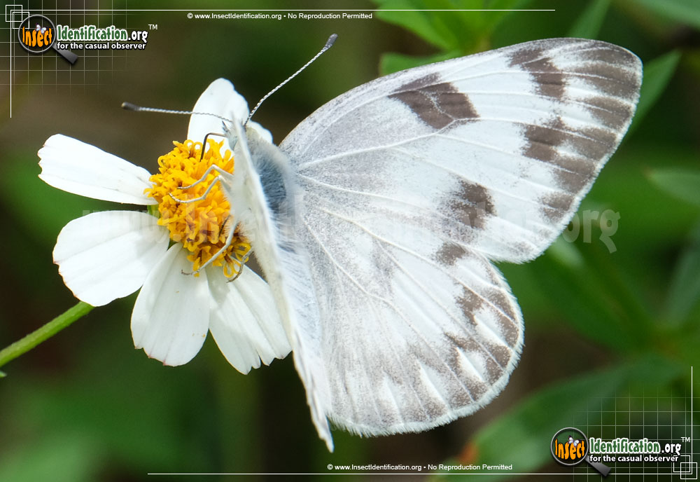 Full-sized image #9 of the Checkered-White-Butterfly