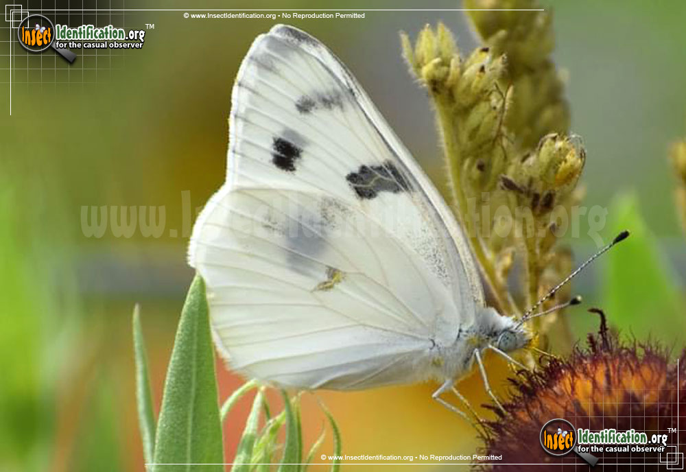 Full-sized image #2 of the Checkered-White-Butterfly