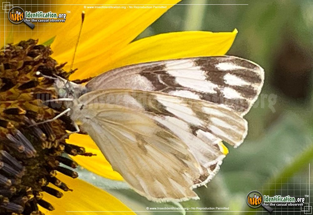 Full-sized image #12 of the Checkered-White-Butterfly